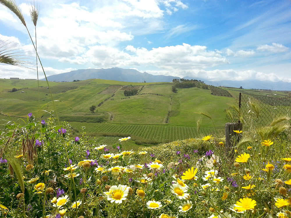 The green, flower-filled rolling landscape near Alcamo (May 2014)