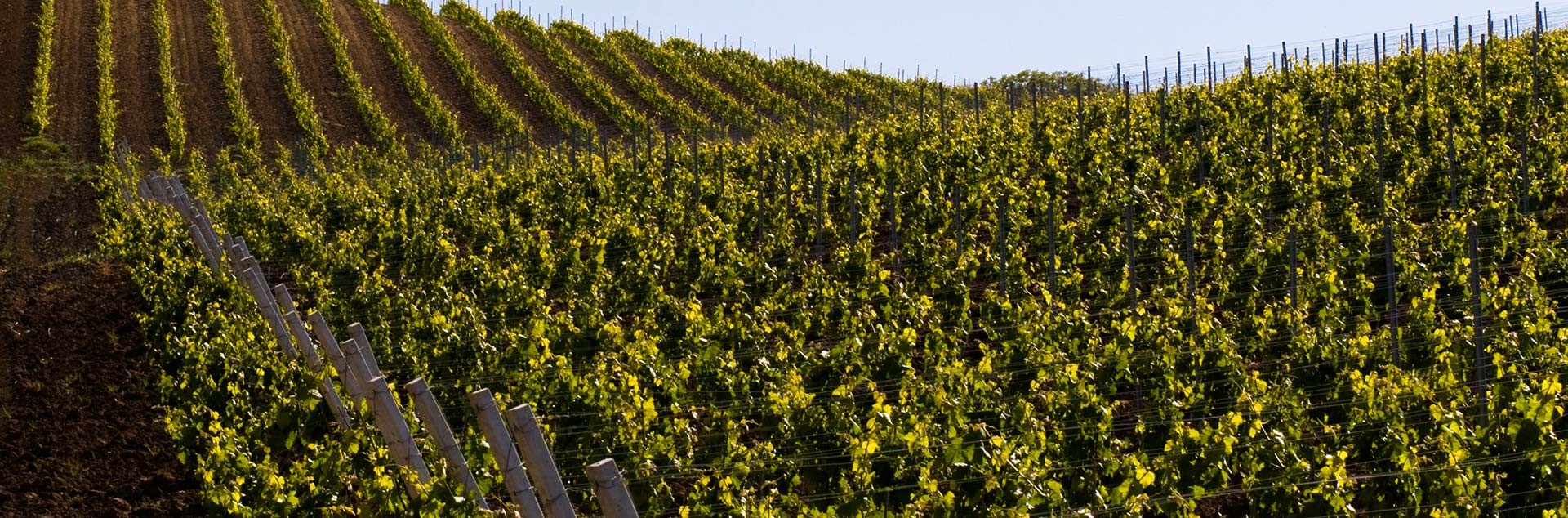 Vineyards in Camporeale