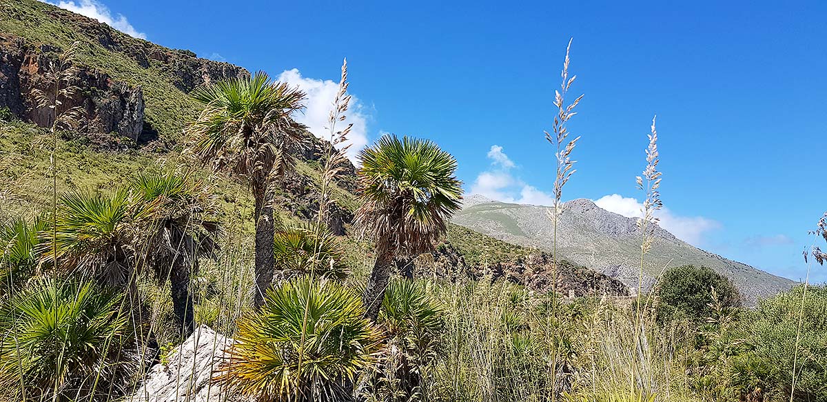 Some of the thousands of dwarf palm trees in the nature reserve